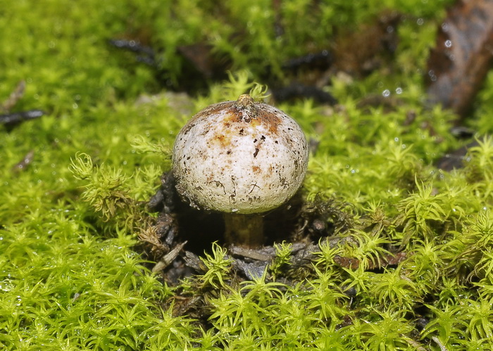 Tulostoma brumale